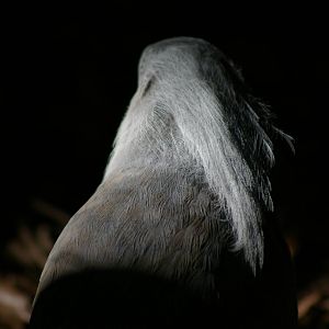 kagu (Rhynochetos jubatus)