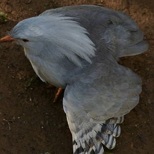 kagu (Rhynochetos jubatus)