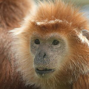 Langur 24 August 2010