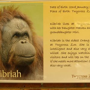 New orang info boards 24 August 2010