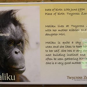 New orang info boards 24 August 2010