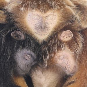 Langurs 24 August 2010