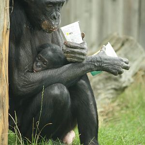 Bonobo and baby 24 August 2010
