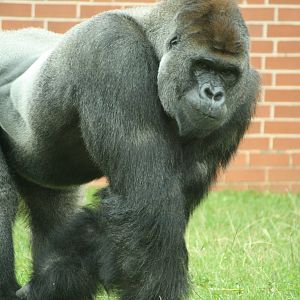 Boulas 24 August 2010