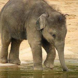 Baby elephant 24 August 2010