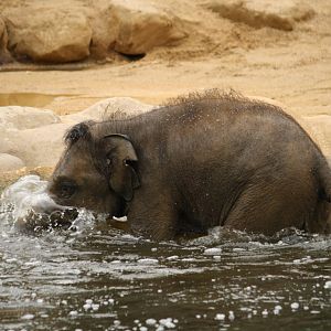 Baby elephant 24 August 2010