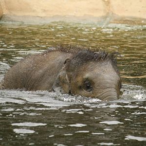 Baby elephant 24 August 2010