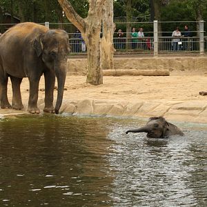 Mum and baby elephant 24 August 2010