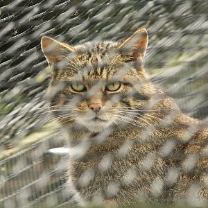 Wildcat 24 August 2010