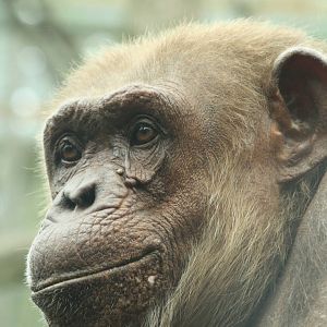 Chimp 24 August 2010