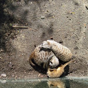 Africa-Meerkats