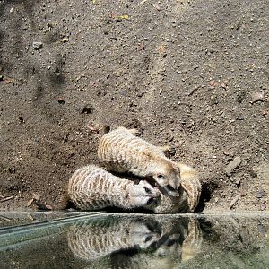 Africa-Meerkats