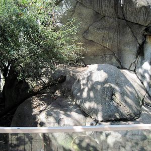 Africa-Meerkat Exhibit