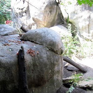 Africa-Meerkat Exhibit