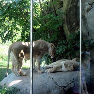 Africa-African Lions