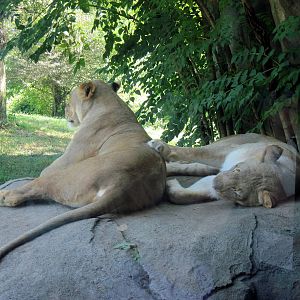 Africa-African Lions
