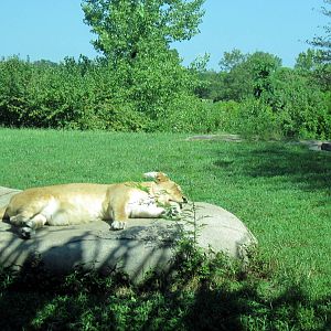 Africa-African Lion