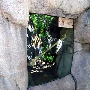 Africa-Greater Galago Exhibit