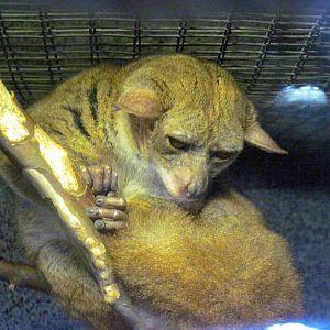 Africa-Greater Galago