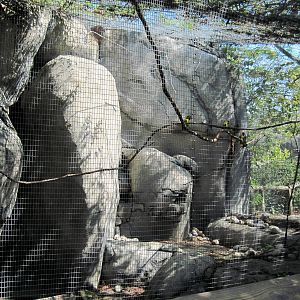 Africa-Masked Lovebird/Rock Hyrax Exhibit