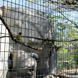 Africa-Masked Lovebirds