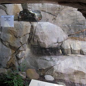 Africa-Black Footed Cat Exhibit