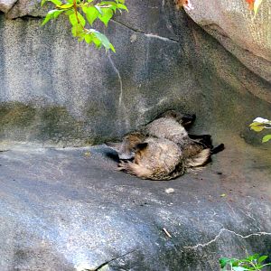 Africa-Bat Eared Foxes