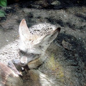 Africa-Bat Eared Fox