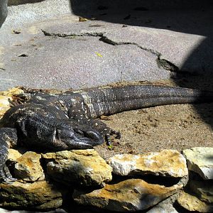 Africa-Black-throated Monitor