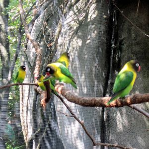 Africa-Masked Lovebirds