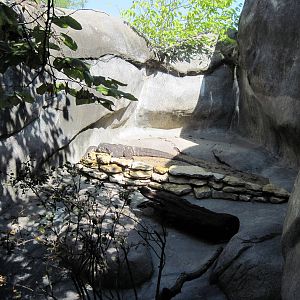 Africa-Black-throated Monitor Exhibit