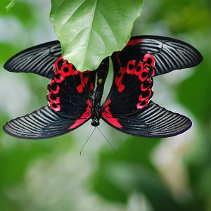 SCARLET SWALLOWTAIL