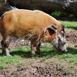 RED RIVER HOG