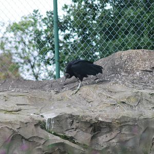 AMERICAN BLACK VULTURE