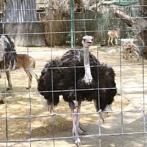 A Red-Necked Ostrich at Dubai Zoo.