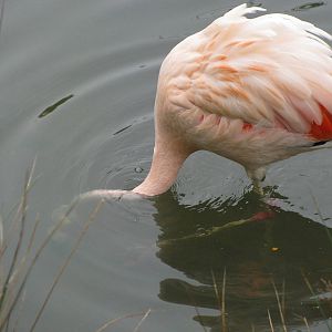 Chilean Flamingo