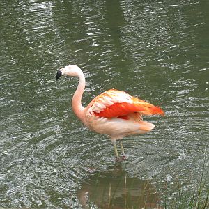 Chilean Flamingo