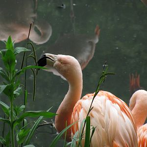 Chilean Flamingo