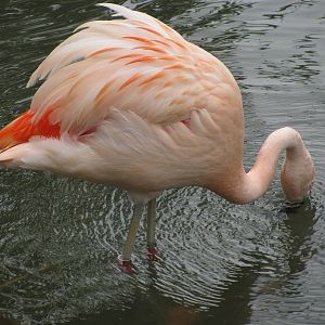 Chilean Flamingo