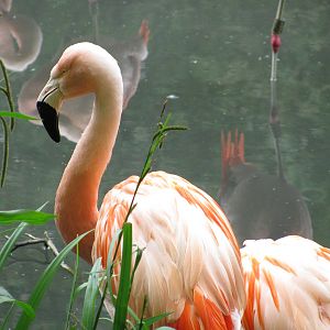 Chilean Flamingo