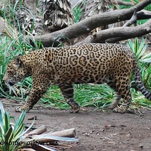 JAGUAR