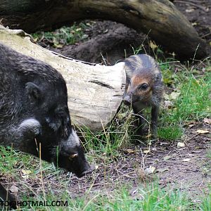WARTY PIG AND BABY