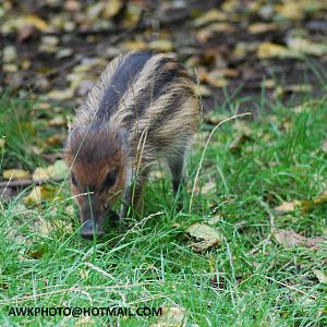 WARTY PIG YOUNG ONE