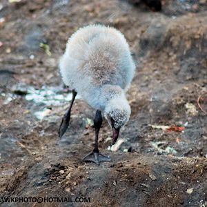 CHILLEAN FLAMINGO CHICK