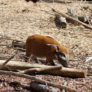 RED RIVER HOG YOUNG