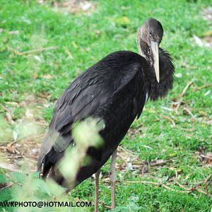 YOUNG BLACK STORK