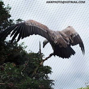 GRIFFON VULTURE