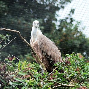 GRIFFON VULTURE