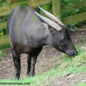ANOA