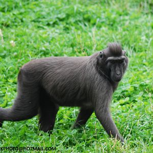 CRESTED MACAQUE